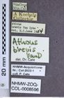 Etiketten zu Limonius brevis (NHMW-ZOO-COL-0008596)